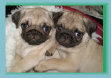 bearsandpugs25002002.jpg