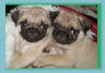 bearsandpugs25003001.jpg